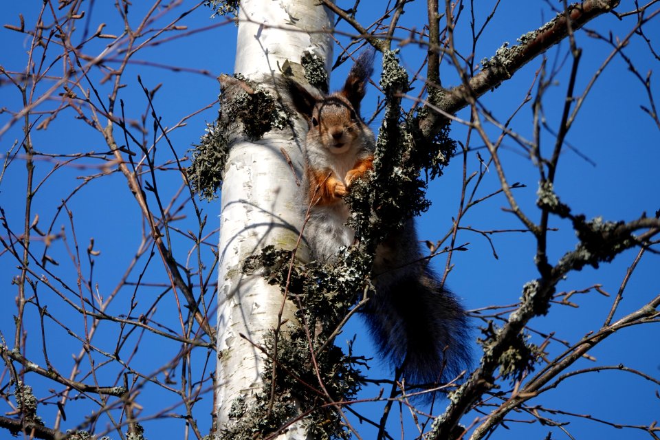 20180412 The Squirrel