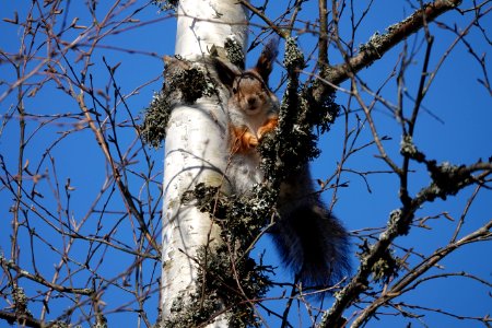 20180412 The Squirrel