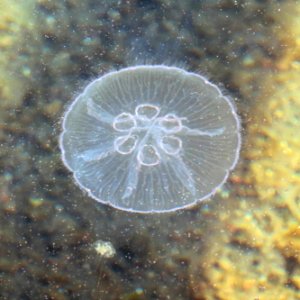 Moon jellyfish with six gonads photo
