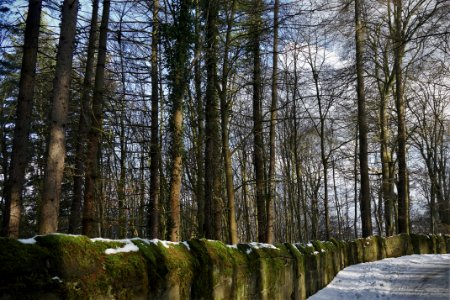 winterwald