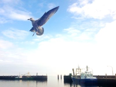 Seagull in flight photo