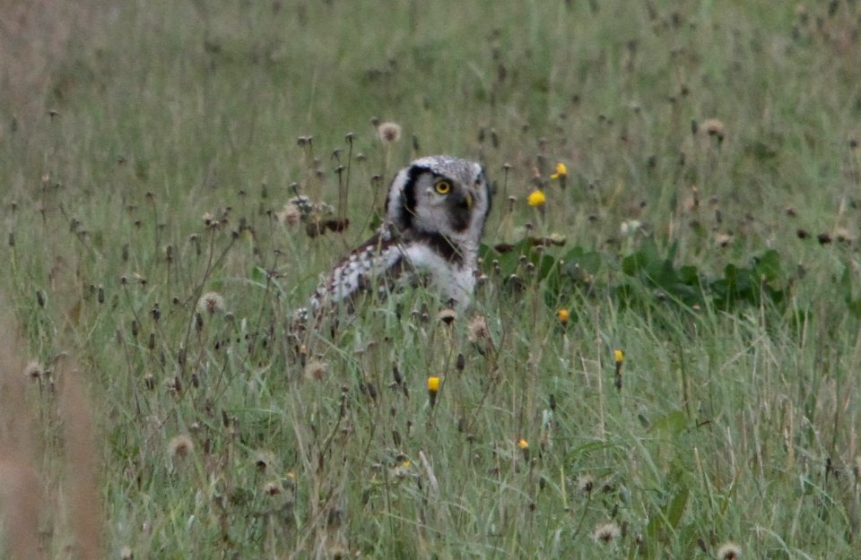 A Hawk owl... the first of this season