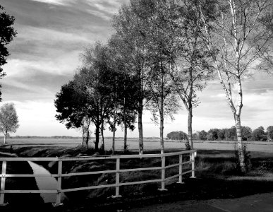 Birch trees