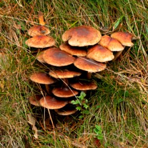 Mushrooms in a slope 1 photo