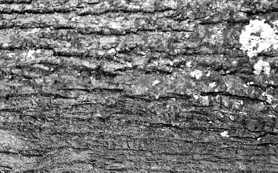Black&WhiteFilm2007