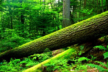 Jakey Hollow Natural Area (Summer Revisit) (9)