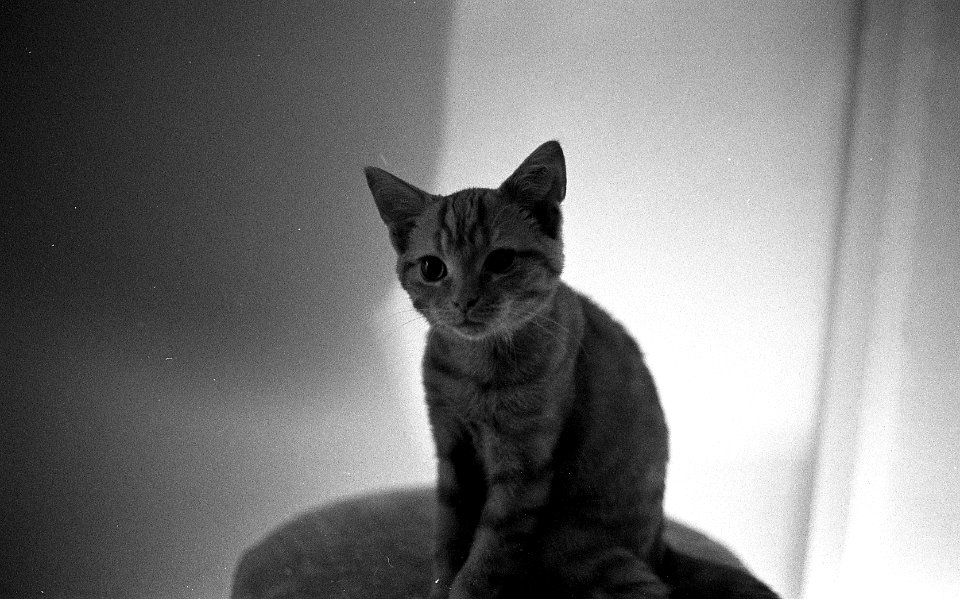 Black&WhiteFilm2003