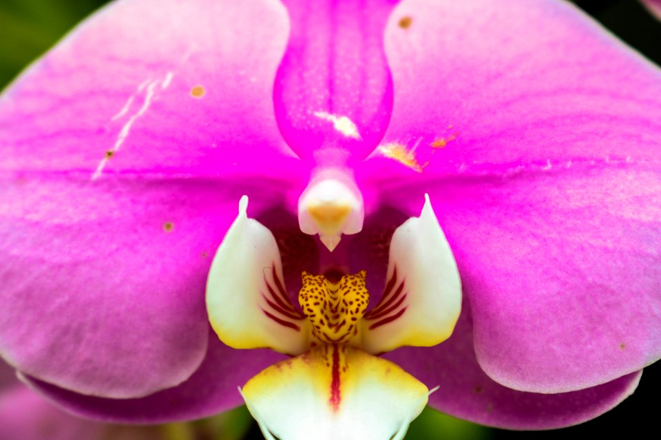 Nature is the art of god