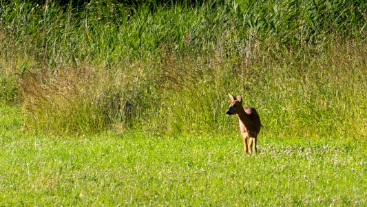 Roe deer in Sotenäs photo