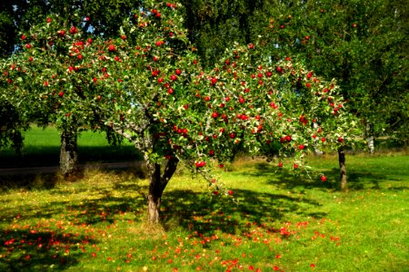 Tree with red apples in Barkedal 1 photo