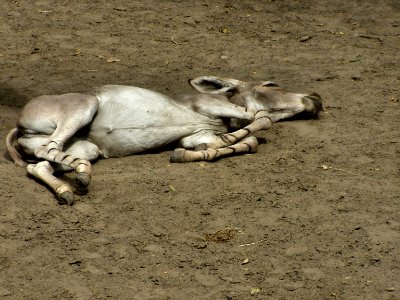 Burro donkey photo