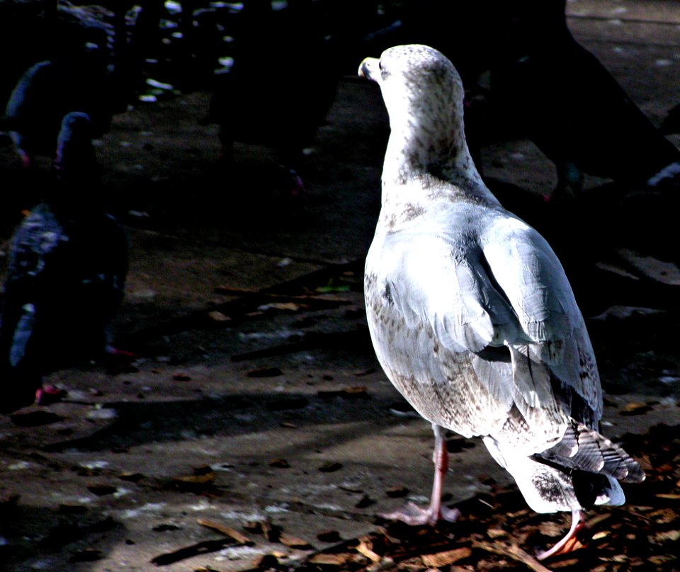European herring gull