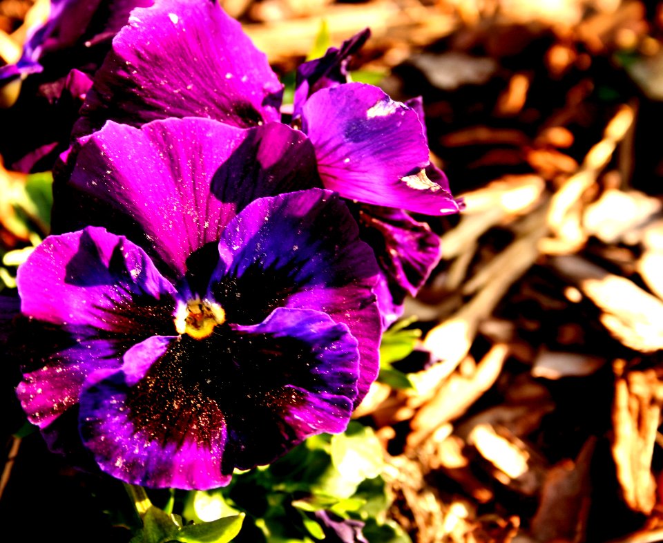 Pansy