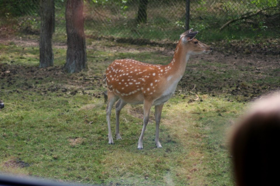 IMG 5330