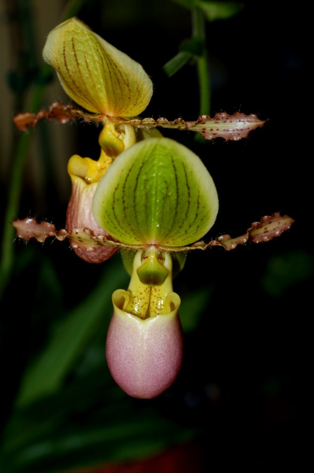 Paphiopedilum Pinocchio