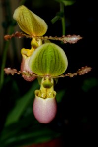 Paphiopedilum Pinocchio
