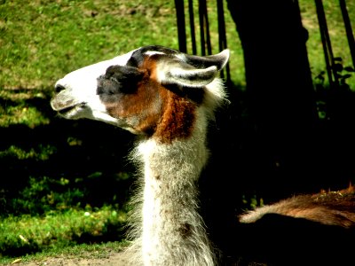 Llama photo