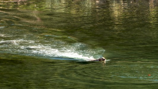 Golden Retriever swimming for red ball photo