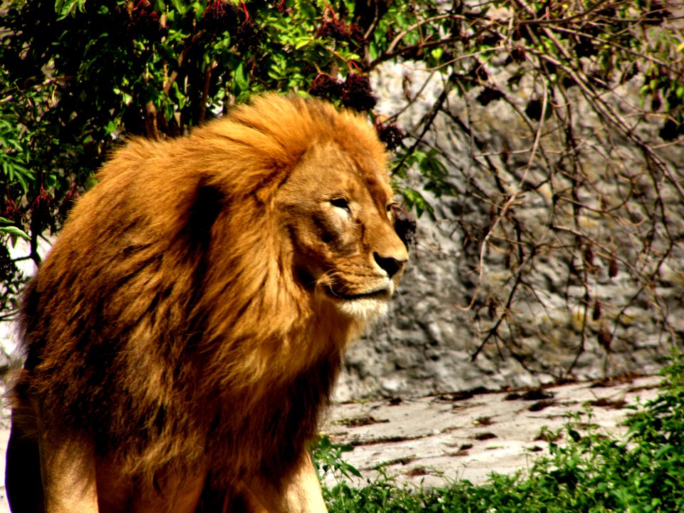 Masai Lion