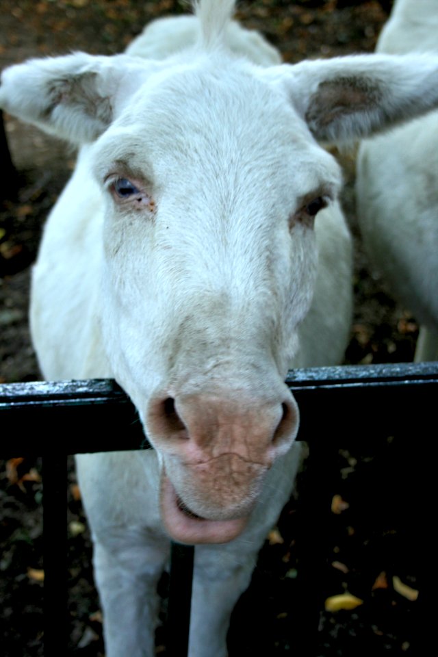 Burro donkey