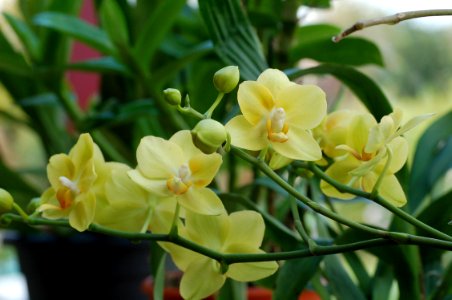 Phalaenopsis