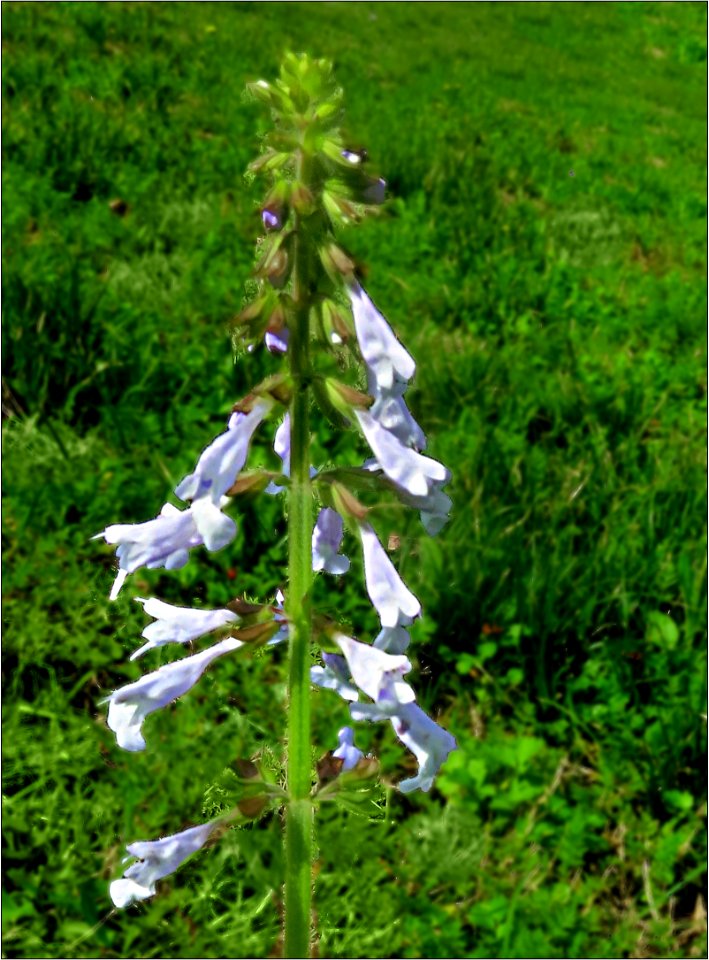 Lyre-Leaf Sage -- Salvia lyrata