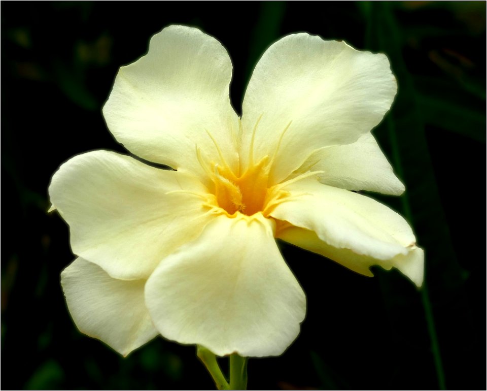 Nerium oleander (yellow, unusual--maybe Sue Hawley Oakes) photo