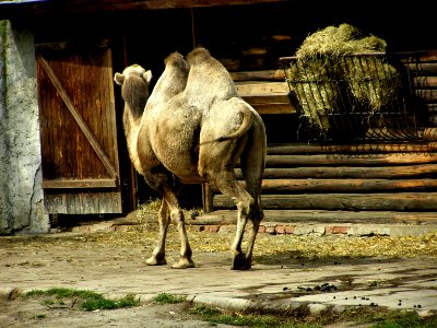 Arabian Camel photo