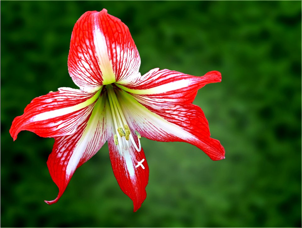 Amaryllis -- Hippeastrum correiense photo