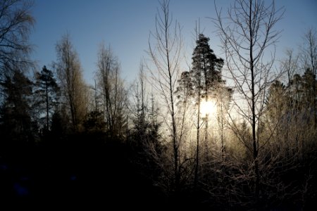 Sunny cold morning (-17)