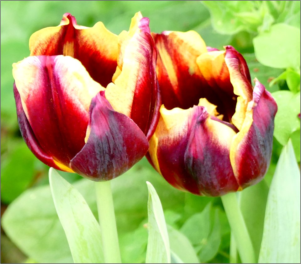 Tulip -- Tulipa Gavota
