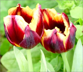 Tulip -- Tulipa Gavota photo