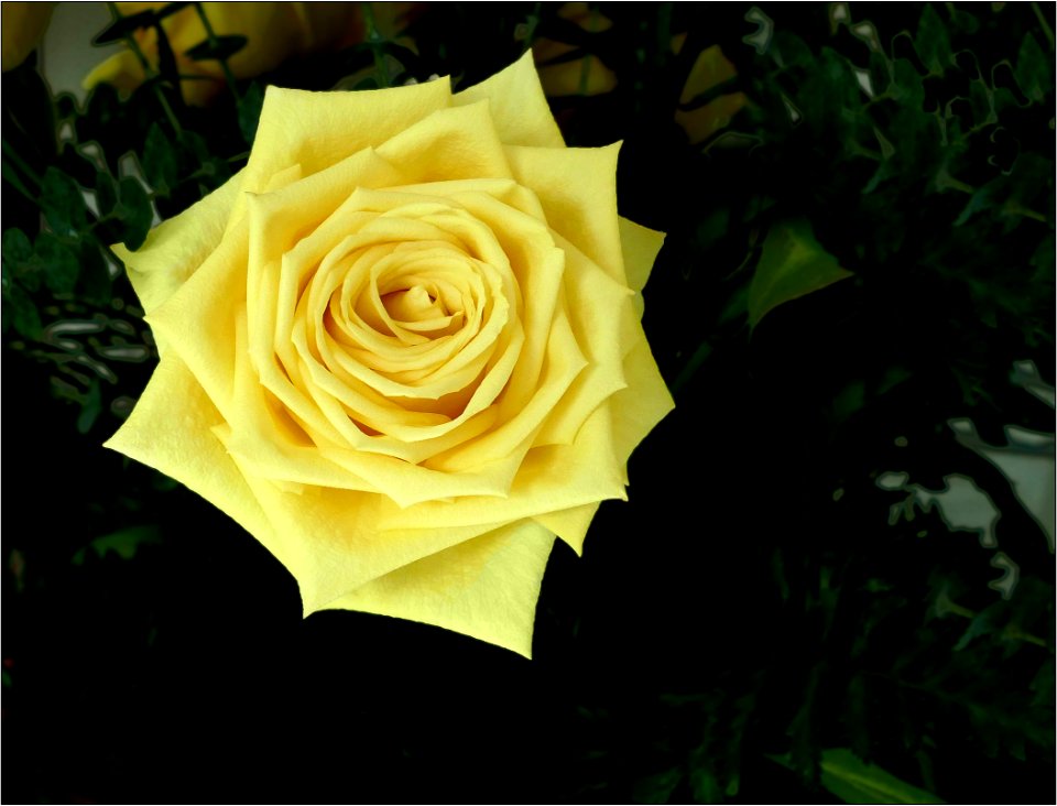 Yellow rose  -- Rosa