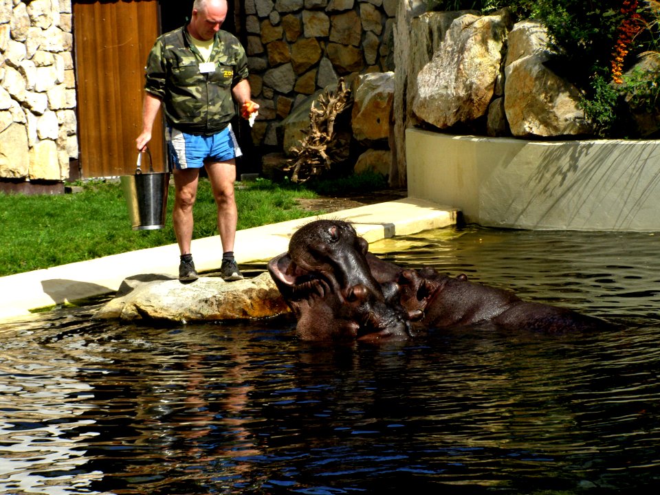 Hippopotamus