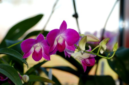 Dendrobium phalaenopsis