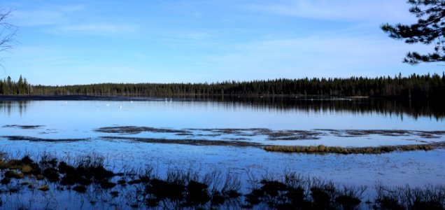 Swanlake photo