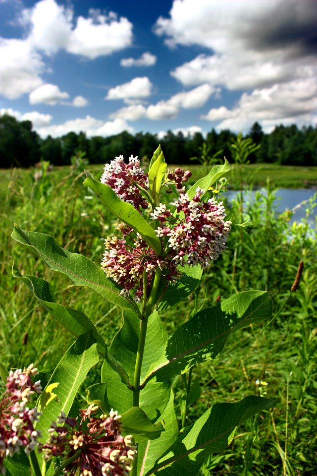 State Game Land 312 (Klondike Ponds Tract) (20)