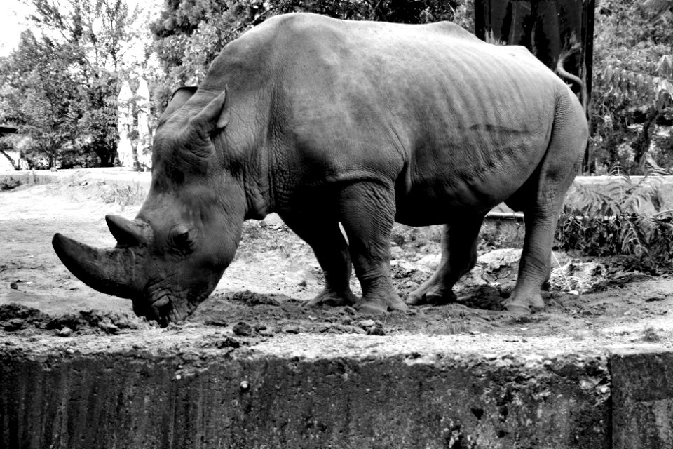 Sumatran rhinoceros