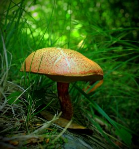 Algerine Swamp Natural Area (Revisited) (9)