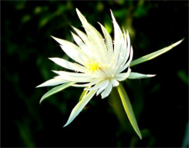 cactus flower -- Epiphyllum hookeri photo