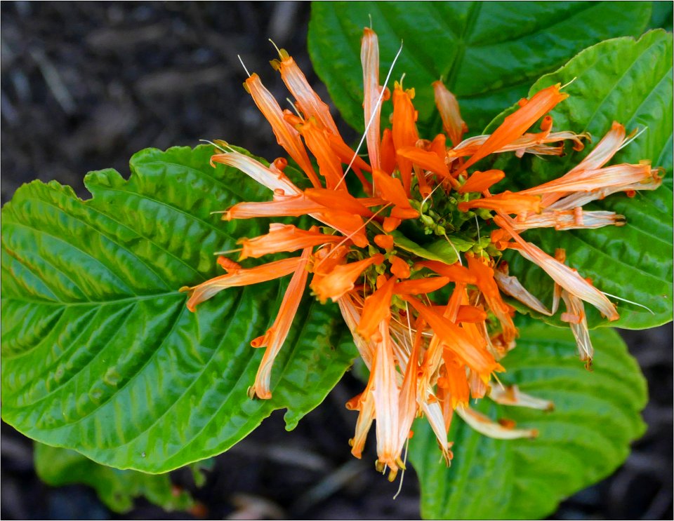 Mexican honeysuckle -- Justicia spicigera
