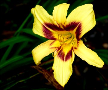Daylily -- Hemerocallis photo