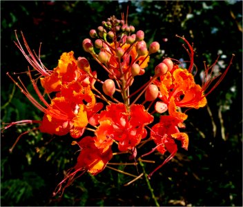 Peacock Flower or Pride-of-Barbados -- Caesalpinia pulcherrima