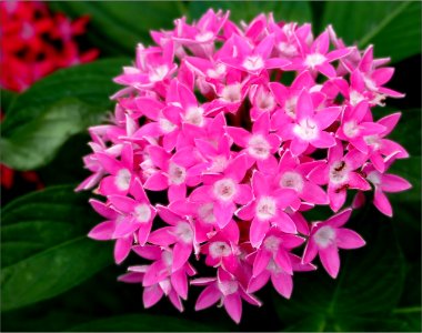 Butterfly, Deep Pink -- pentas