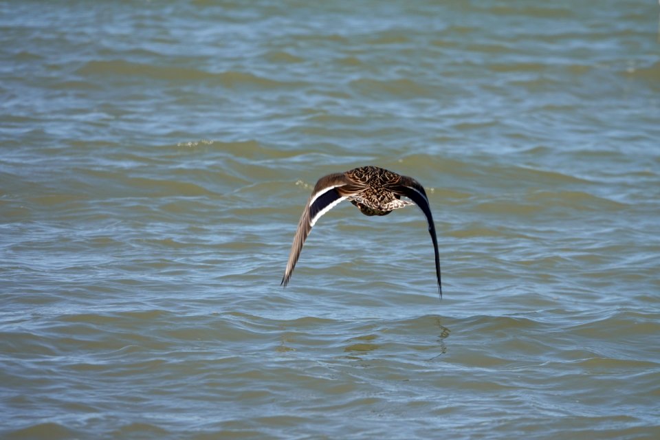 Two pictures of a duck 2/2