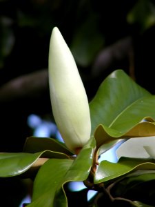 Southern magnolia -- Magnolia grandiflora bud photo
