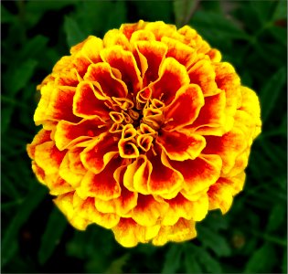 French Marigold -- Tagetes patula photo