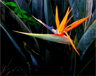 Bird of Paradise -- Strelitzia photo