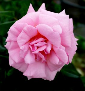 pink rose -- Rosa photo