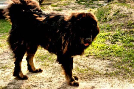 Tibetan Mastiff photo